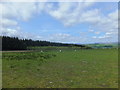 Upland grazing and willow plantation in LL20 7BE
