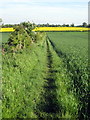 Path towards Astcote in Pattishall and Astcote