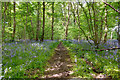 Path through Ashen Copse in SN8 4NB