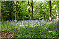 Bluebells in Fyfield Wood in SN8 4EE