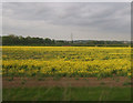 Oilseed rape, Saundby in DN22 9ET