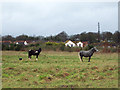 Ponies near Odstock Hospital in SP2 8BX