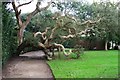 Cork Tree, Mount Edgcumbe Formal Gardens in PL10 1HU