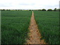 Footpath through crop field in PE24 5AD