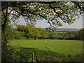 Sheep pasture near High Lea in EX13 7TB