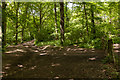 Path in Fiddlers Green woodland in PO17 5NS