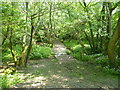 Bridleway crossing woodland stream near Glitney Farm in DT6 5PB