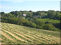 Field of recently cut silage at Roseladden in TR13 9PF