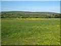 Field of buttercups at Wheal Vor in TR13 9NH