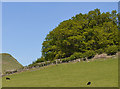 Field and trees near Nant-y-Bai in SA20 0PA