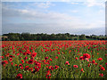 Poppies at Bran End in Stebbing