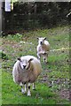 West Somerset : Sheep Grazing in TA24 7DQ