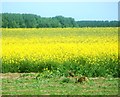 Hares in the Rapeseed in Garford