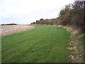 Field margin near Chalk Pyt Farm, Broad Chalke in SP5 5ET