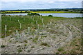 Young trees on the Brogborough landfill site in MK43 0BH