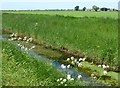 Dike alongside Normoor Drove, Horseway in PE16 6XJ