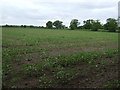 Crop field, Owersby Bridge in LN8 3PJ
