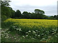 Oilseed rape crop off Thornton Road in LN8 3PP
