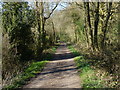Track through Normanton Wood in Ravenstone with Snibstone