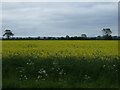 Oilseed rape crop, South Barff Farm in LN7 6EZ