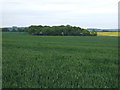 Farmland towards Thorn Covert in LN7 6LF