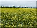 Oilseed rape crop, Stonybridge Farm in Kelsey Wold Ward