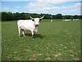 White Park cattle in the Trothy Valley, Monmouthshire in NP25 5HJ