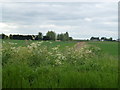 Farmland off Black Bank Road, Littleport in CB6 2UA