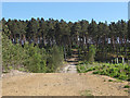 Pine woods, Bracknell Forest in RG40 3DR