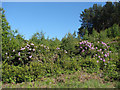 Rhododendron in bloom in RG40 3DR
