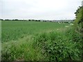 Cereal field on the south side of Baulker Lane [1] in NG21 0PE