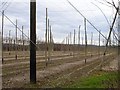 Hop garden at Brenley Corner in ME13 9SW
