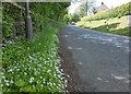Woodruff in the verge near Ashkirk in TD7 4NU