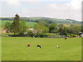 Pasture and disused railway embankment, Oxton in TD2 6PP