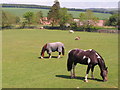 Horses on pasture at Oxton, Lauder in TD2 6PP