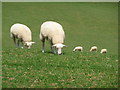 Horton: five grazing sheep in BH21 7DS