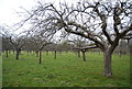 Orchard by Long Hill in Chilham