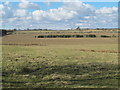 Farmland east of Shildonhill and Carrsfell Plantations in NE43 7XA