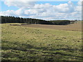 Farmland and Shildonhill Plantation in NE43 7XA