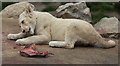 White Lion Cub at Paradise Wildlife Park, Hertfordshire in EN10 7QA
