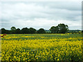 Rape field north of Pennyfeathers Farm in CM5 0NH