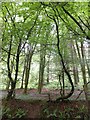 Woodland in Horsehill Plantation  in EX17 4TX