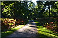 Track in woods, Holly Hatch Inclosure in BH24 3QZ