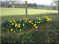 Welsh daffodils in NP11 6PB