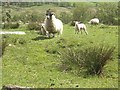 Sheep with lambs in Glen Shee in PH10 7LW