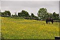 North Somerset : Grassy Field & Horses in BS40 5SW