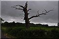 North Somerset : Dead Tree in BS40 5SW