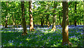 Bluebells in High Wood in RG9 4JX