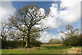 Trees and fields near Lew Barrow in OX18 2AS