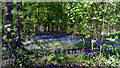 Bluebells in Crosscroft Wood in RG9 4JH